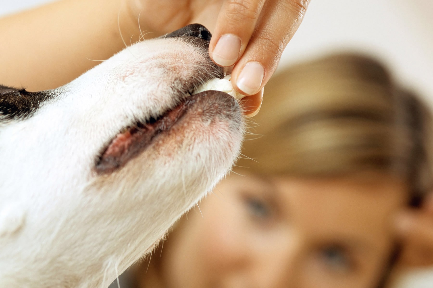 Know why dog nutrition